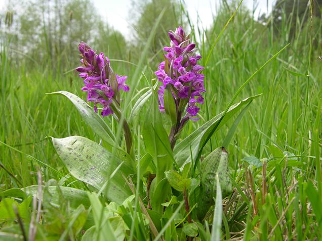 Dactylorhiza majalis. Fot. Archiwum Arboretum Leśnego w Stradomi.