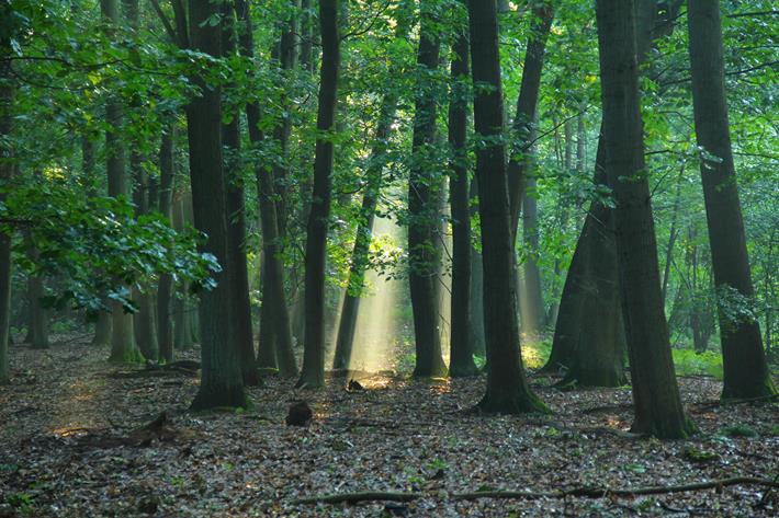 Las dębowy w leśnictwie Międzybórz. Fot. M. Zapart