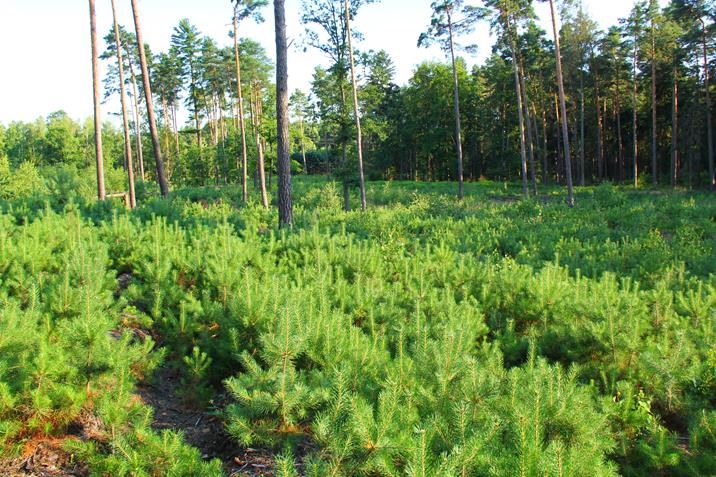 Odnowienie naturalne sosny rychtalskiej (samosiew). Fot. M. Zapart