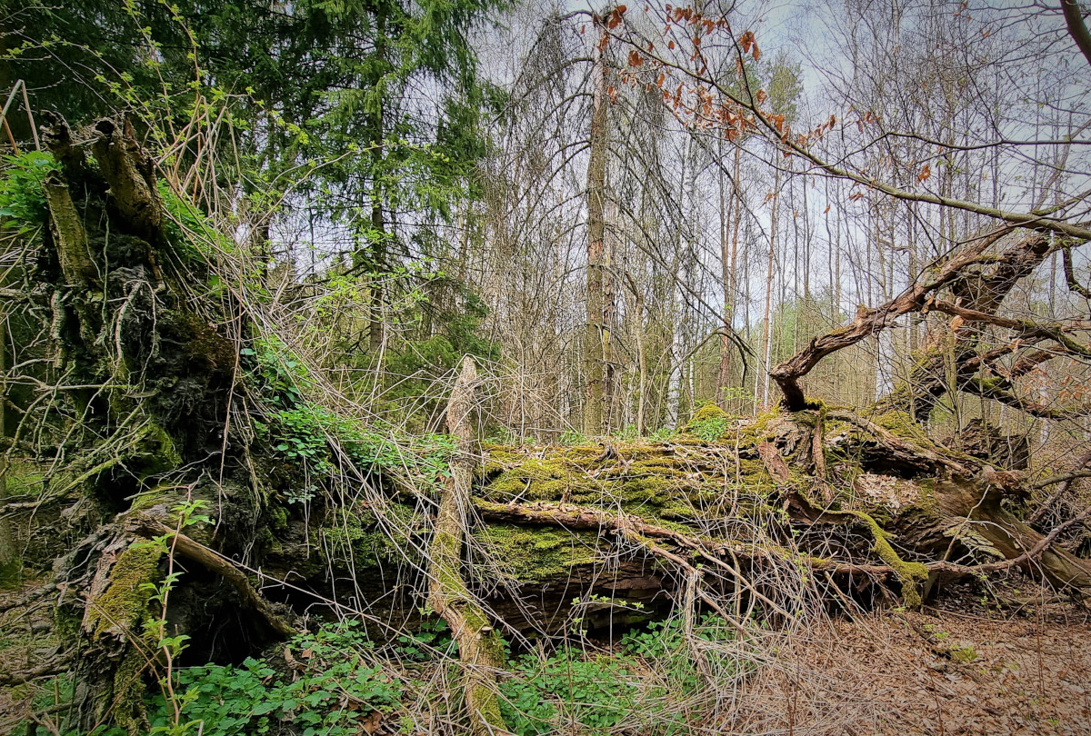 Jedno z drzew pomnikowych, które uległo wywróceniu zostało pozostawione do naturalnego rozkładu. Fot. S. Sęktas