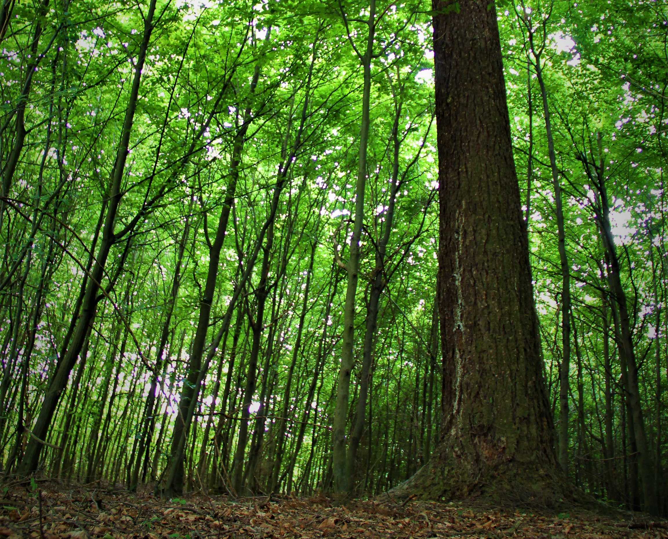 Samotna daglezja z leśnictwa Widawa mierzy w obwodzie 322 cm. Fot. M. Zapart