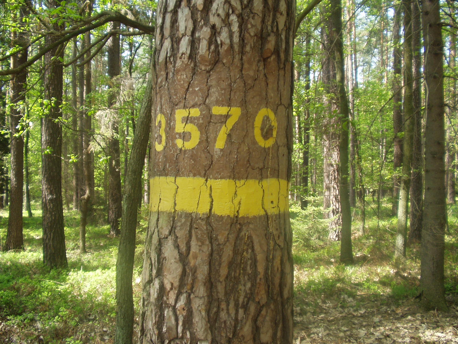 Zdjęcie przedstawia pień drzewa matecznego rosnącego na terenie Leśnictwa Smardze