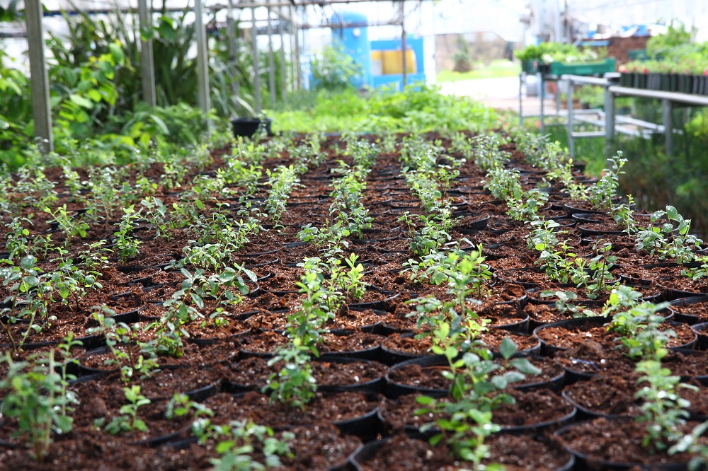 Zdjęcie przedstawia sadzonki borówki bagiennej w produkcji w Arboretum Leśnym