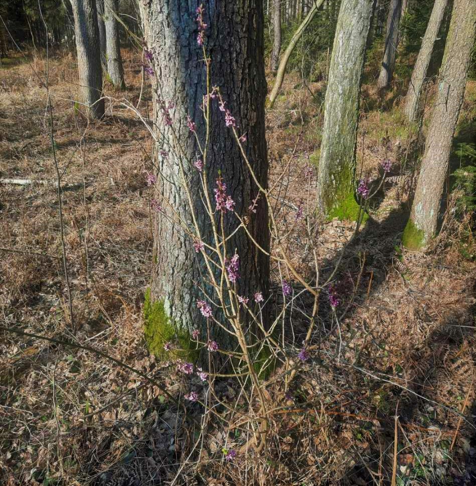 Zdjęcie przedstawia kwitnącego wawrzynka wilczełyko na naturalnym stanowisku. Fot. J. Szymański