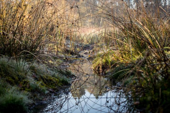 Zdjęcie&#x20;przedstawia&#x20;torfowisko&#x20;z&#x20;płynącą&#x20;przez&#x20;środek&#x20;strugą&#x20;wody&#x20;i&#x20;kępami&#x20;situ&#x2e;&#x20;Fot&#x2e;&#x20;Agata&#x20;Ożarowska