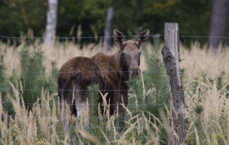 Leśnicy potwierdzają – coraz więcej łosi w Nadleśnictwie Syców