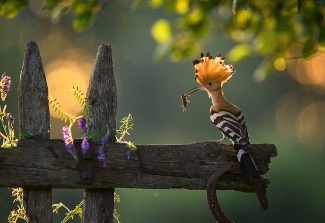 Na fotografii dudek (Upupa epops), siedzi na spruchniałych żerdziach płotu i trzyma w dziobie owada. Fot. Piotr Krześlak.