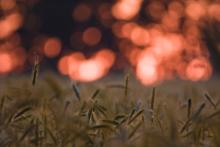 Ogłoszenie przetargu