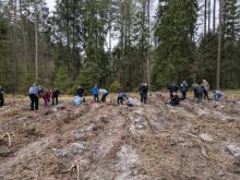Kolejne sadzenie lasu w leśnictwie Marcinki